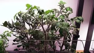 New Developments in my AeroGarden