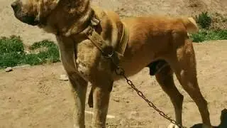 САГИ КУЧИ/АБОРЕГЕНЫЕ ВОЛКОДАВЫ АФГАНИСТАНА