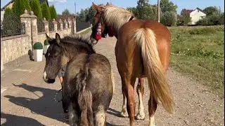 Кобила на Продажу