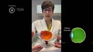 Anatomia do olho humano