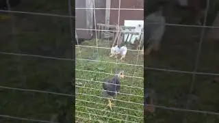 Погоня за червяком🤣 #жизньвдеревне #music #chicken #жизньзагородом