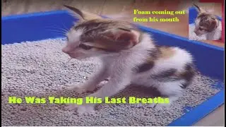 Trying to save poor kitten who was struggling for life