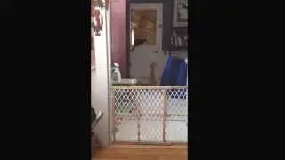C'mon kitty, golden retriever puppy wants to play!