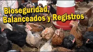 CRIANDO GALLINAS Y POLLOS CRIOLLOS, TIPS DE BIOSEGURIDAD, BALANCEADOS Y REGISTROS.