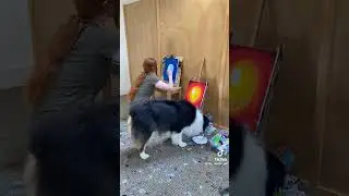 This dog is an artistic talent (I tip my hat) #shorts #talent / Mr.Snooperknife Till