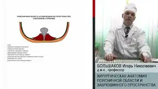 Лекция. Хирургическая анатомия поясничной области и забрюшинного пространства  Большаков