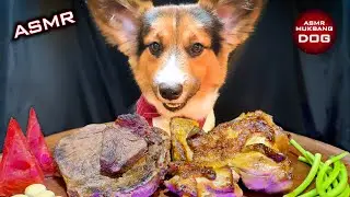 ASMR Mukbang Food 🐕 Corgi Dog Eating 12 🐕