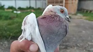 5.09.2024г Выпуск на Вечер 👍