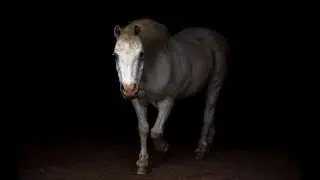 Back to the Start||Equine Music Video