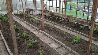 Прошла неделя после высадки рассады помидоров в грунт.На травяной подушке помидорам хорошо