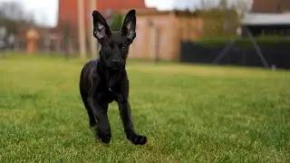 Tiere Fotografieren - Live mit Stephan Wiesner