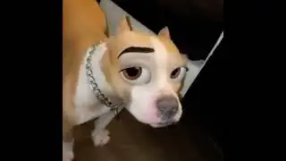 Dog with face filter
