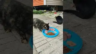 Cut Kitten Eating 🐱❤️