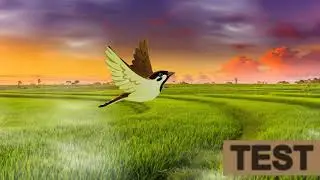 Swallow Bird green screen animation with mouvements in flight