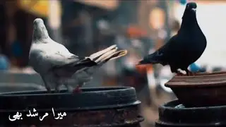 Janm Fida e Haidri Ya Ali New Verstion Whatsap Status Islamic Video Cinemetic Travel