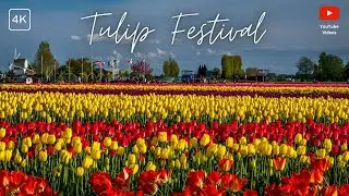 Blooming Beauty: Exploring Roozengaarde's Tulip Festival! #tulip #prithvirahul