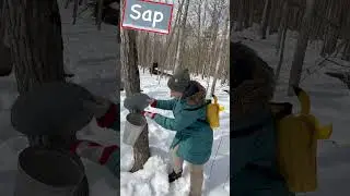 🍁 How to make Maple Syrup 🇨🇦