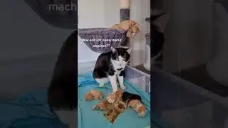 #котики