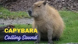 Capybara Calling Sound
