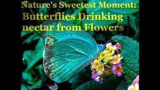 Unbelievable! You WON'T BELIEVE What Butterflies Do When They Come Across Flowers!