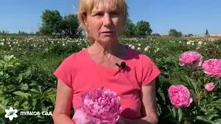 The Fawn Peony. Pulkovo Garden