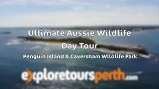 Penguin Island and Caversham Wildlife Park - Ultimate Aussie Wildlife Day Tour