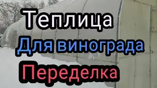 Виноград 2022 - теплица для винограда.