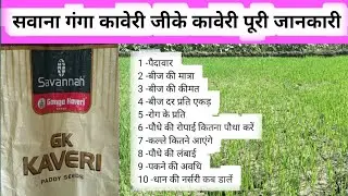 Savannah Ganga Kaveri Brand GK Kaveri Paddy Seeds | सवन्नाह गंगा कावेरी जीके धान की नर्सरी कब डालें