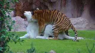 White Tiger and Bengal Tiger - Loro Parque - Tenerife [Full HD]