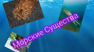 Морские Существа