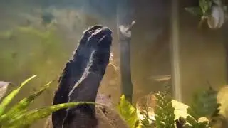 Nymph in the Tank