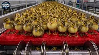 Inside the Massive Duck Factory Secret Incubation & Rapid Broiler