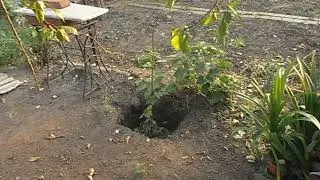 Слабо растет однолетний саженец винограда