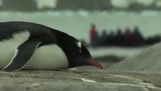 Wildlife in Antarctica