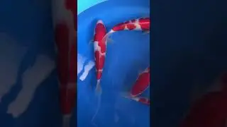 Picking momotoro Kohaku