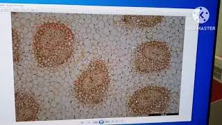 Demo Motorized Epifluorescence Microscope #leica  #motorized #fluorescence #microscope
