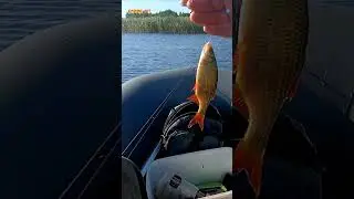 #shorts СЕГОДНЯ КУКУРУЗА В ИГНОРЕ  НА ПОПЛА ПОППЕР