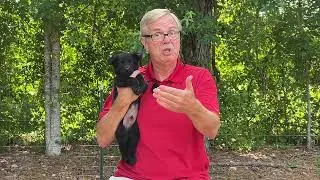 How To Become a Successful German Shepherd Breeder...AND do it the RIGHT WAY!!!