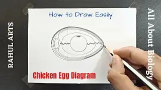 How to draw Chicken Egg Diagram