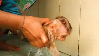 Feeling Sad Mom!!! "I don't want to take a bath... ", Baby Monkey Takes a Bath