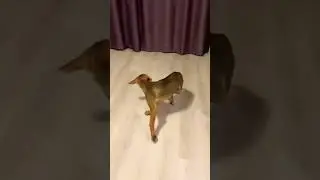 Ох уж этот хвост 