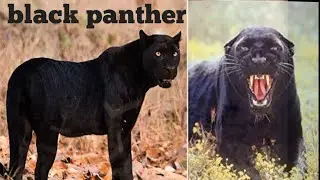 black panther documentary  | 8k | 4k