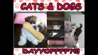 cats & dogs cute moments | funny video