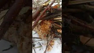 Как разжечь костёр зимой из сырых дров. Рабочий совет