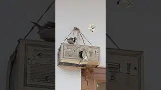 Bird house/Chidiya Ka Ghar/Bird Home With Carton Box/Bird House With Cardboard Box/Bird Nest 
