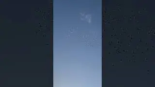 Flock of birds 