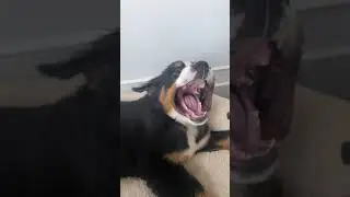 Blowdrying Fun With Bernese Mountain Dog Puppy