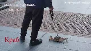 Кого испанцы выгуливают вместо собак?
