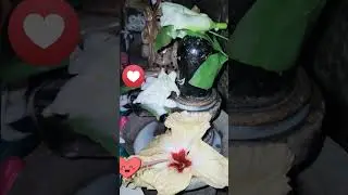 শেষ সোমবার 🌼#subscribe #love #lovemychannel #mychannel #youtube @rupali_2928