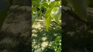 Amazing nature, YouTube Shorts.